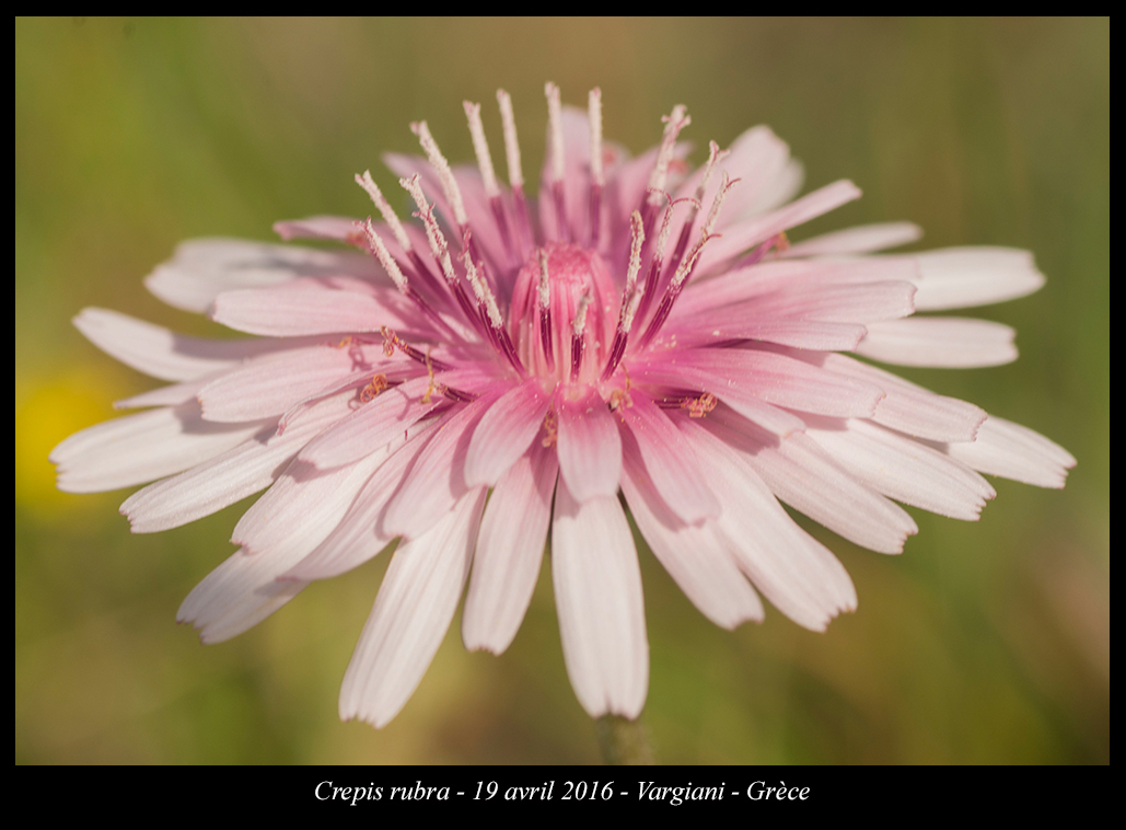 Crepis rubra
